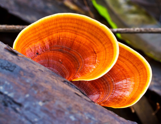 ganoderma proprietà