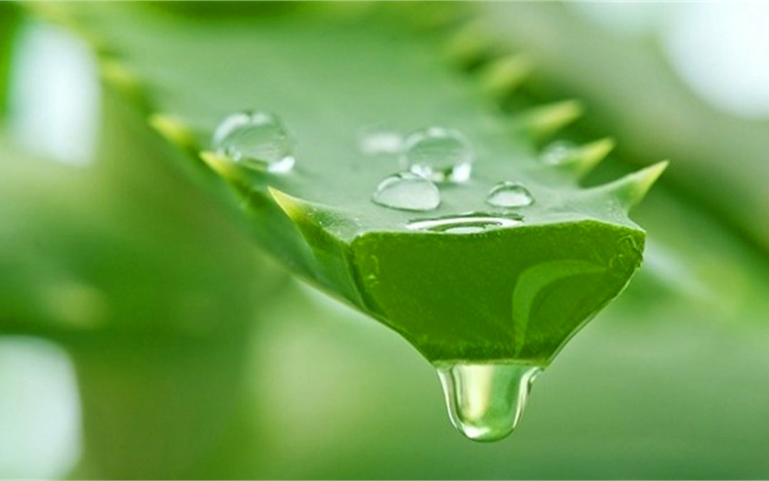 Proprietà aloe vera: benefici e consigli efficaci