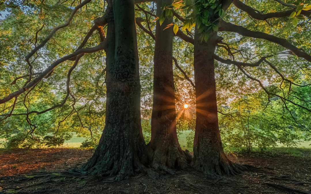 Gemmoderivato di Sequoia proprieta