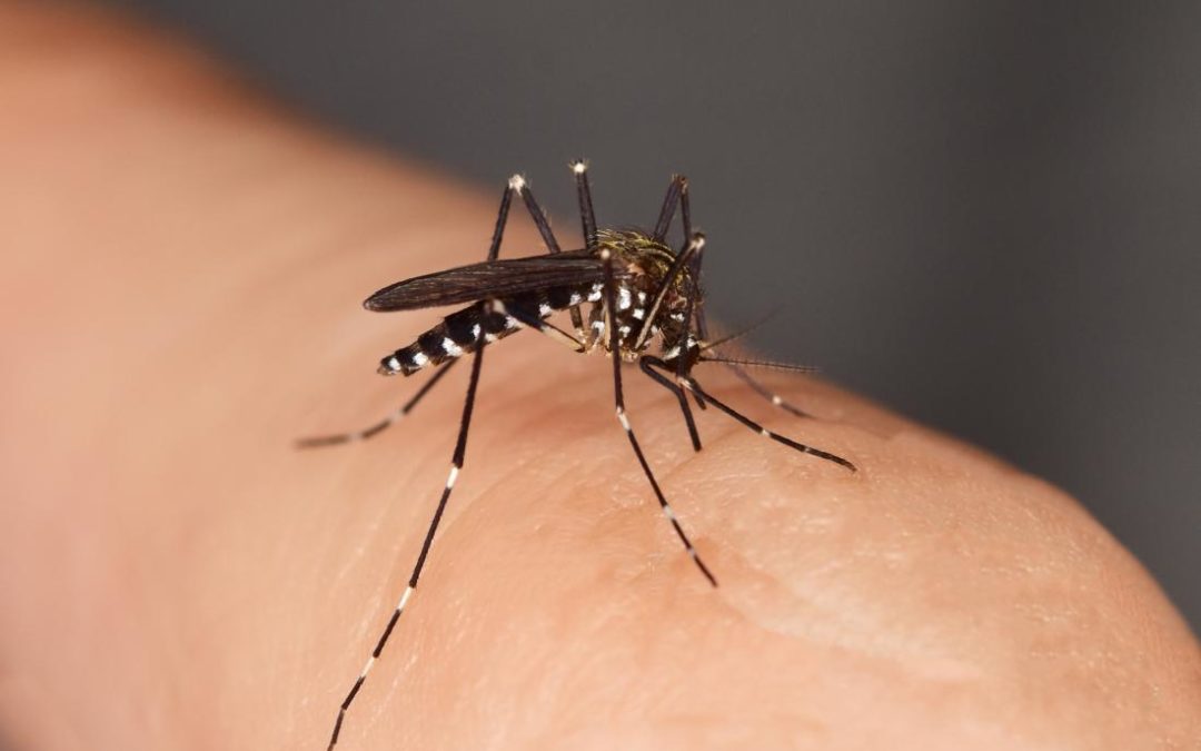 rimedi naturali contro le zanzare