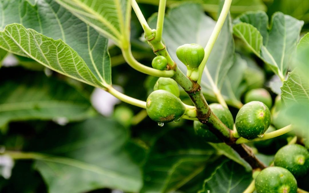 Macerato glicerico di fico a cosa serve