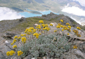 artemisia alpina, genepy