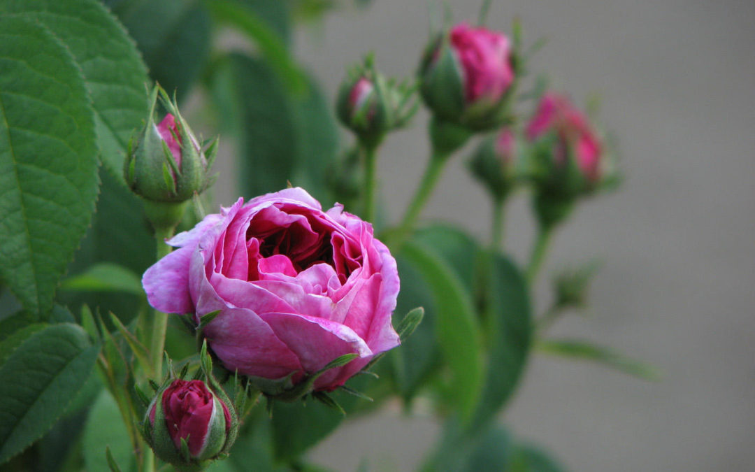 La Rosa in erboristeria e cosmesi proprietà e usi