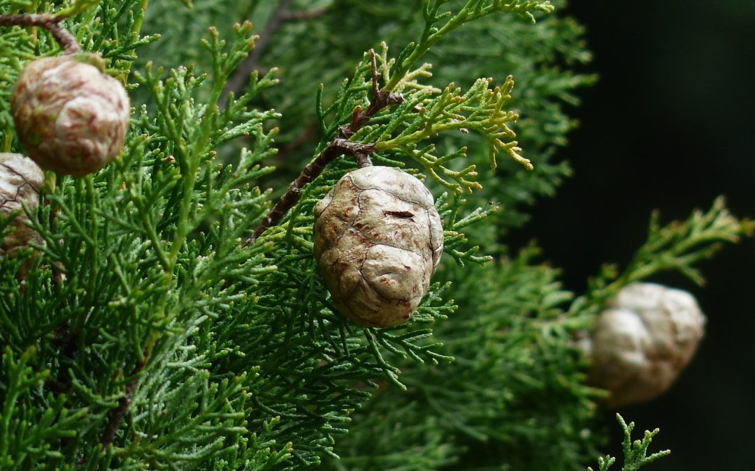 olio essenziale di cipresso