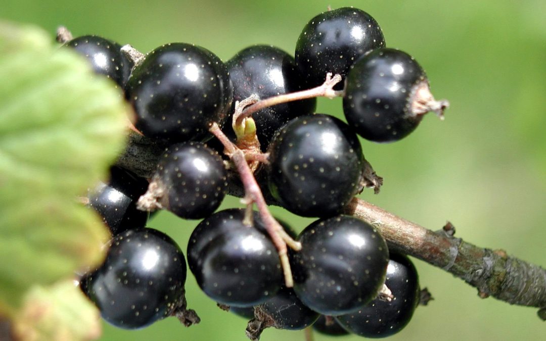 ribes nigrum gocce