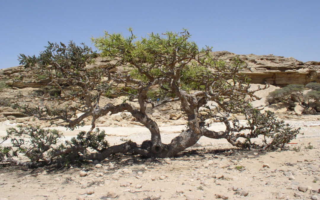 Da Boswellia sacra l’olio essenziale di incenso