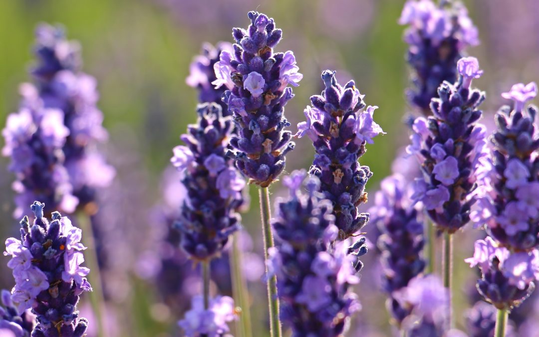 olio essenziale lavanda proprietà