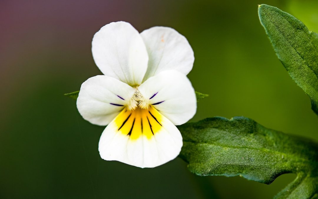 viola tricolor