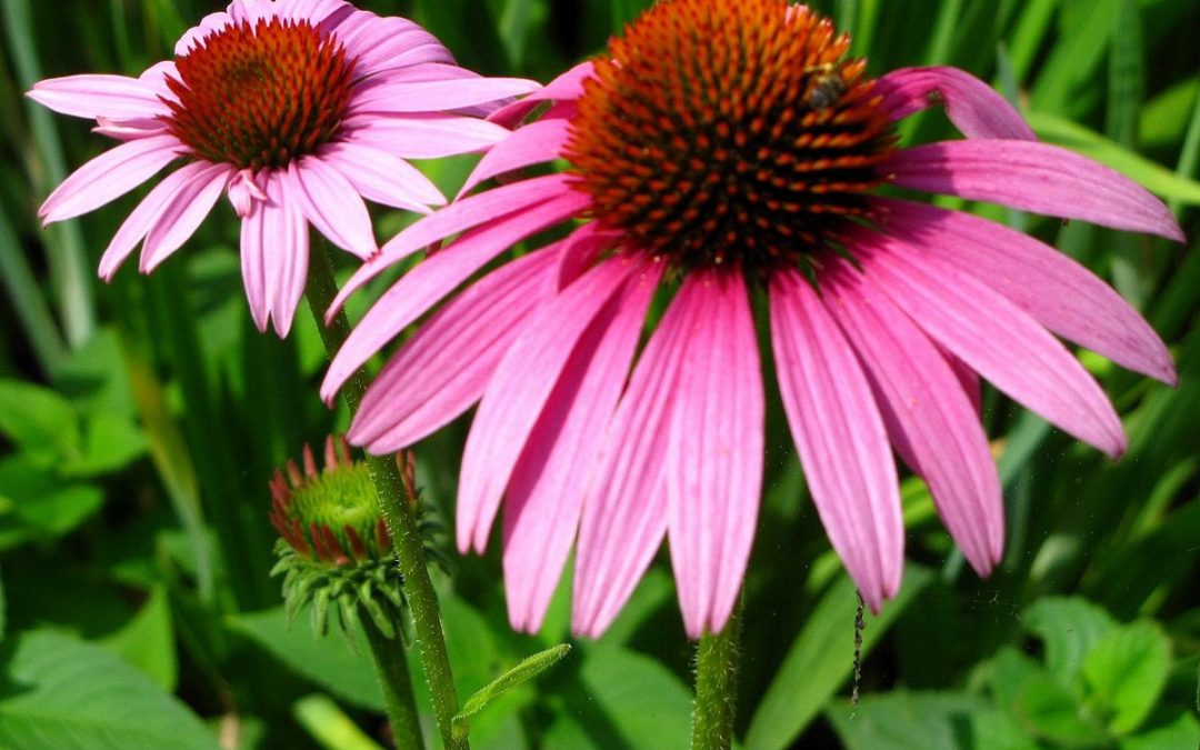 echinacea proprietà