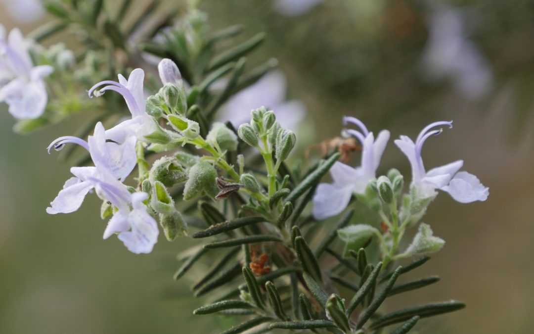 olio essenziale di rosmarino proprietà