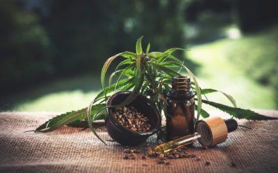Cannabis sativa: cos’è l’olio di canapa e a cosa serve