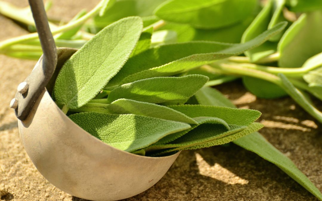 tintura madre di salvia