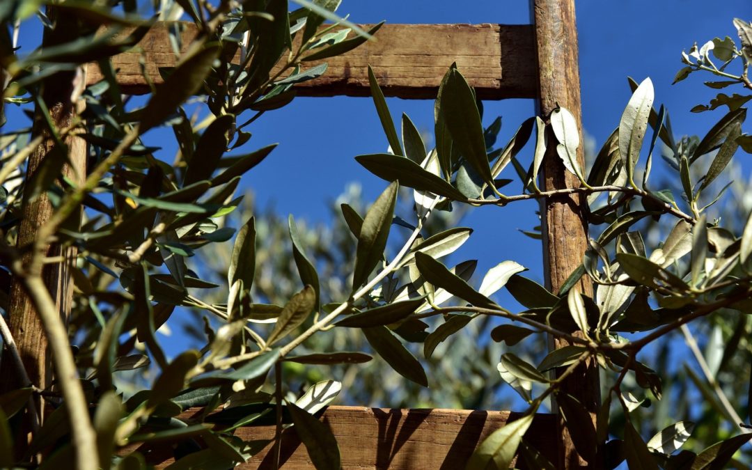 Pulire il sangue con il gemmoderivato di olivo