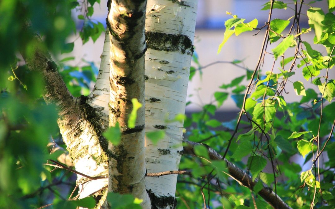 Betulla: proprietà e rimedi naturali