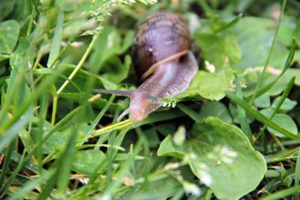 Helix aspersa