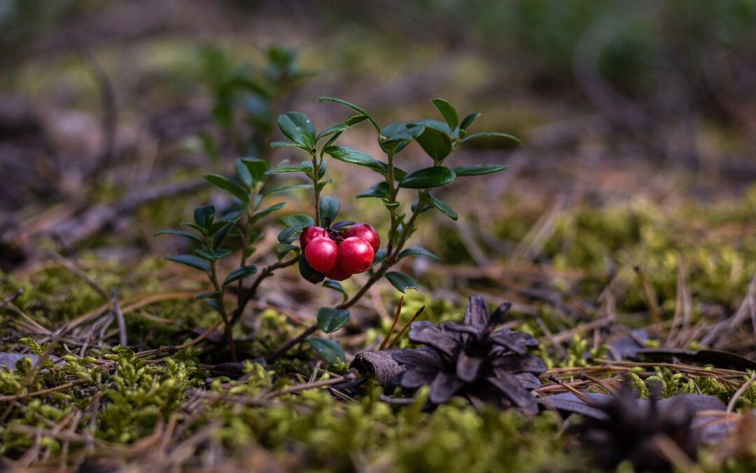 gemmoderivato di mirtillo rosso proprietà