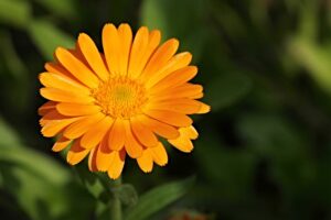 calendula