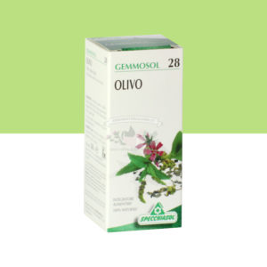 gemmoderivato olivo