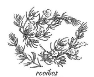 rooibos