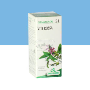 vite vinifera