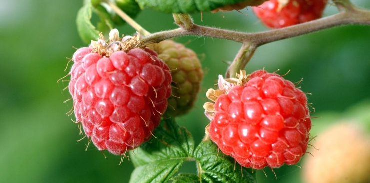 Raspberry bud extract, menstrual cramps and menopause