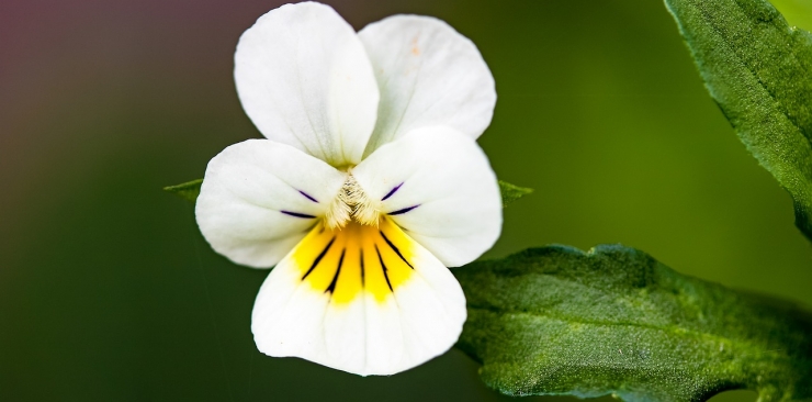 Wild Pansy: how to purify skin and blood