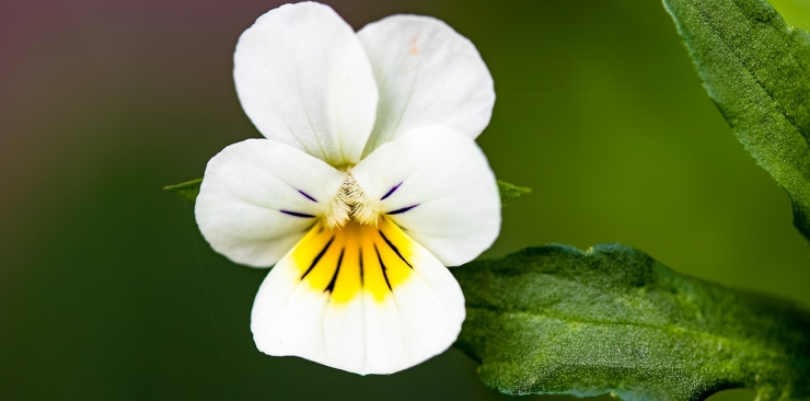 Wild Pansy