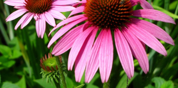 Echinacea benefits in herbal medicine and for skin