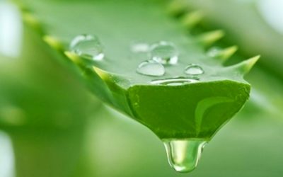 Aloe Vera juice benefits and effective tips