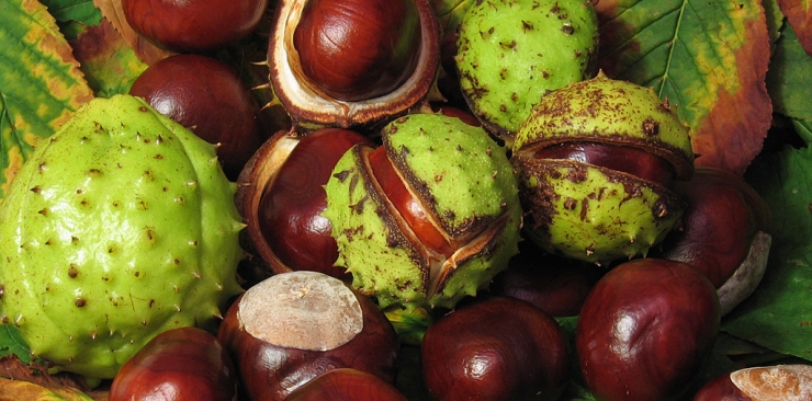 horse chestnut for swollen legs and cellulite