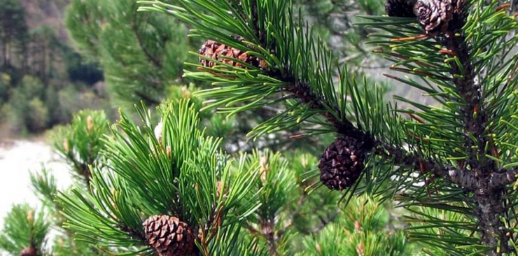 pinus mugo