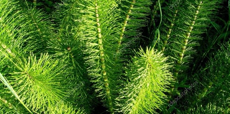 Horsetail benefits properties and uses