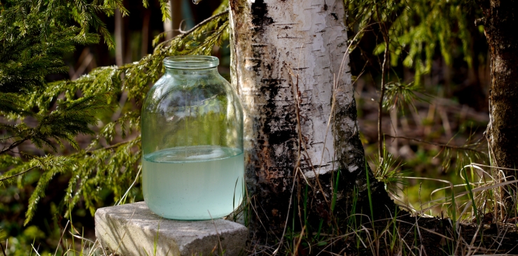 Birch sap properties and benefits