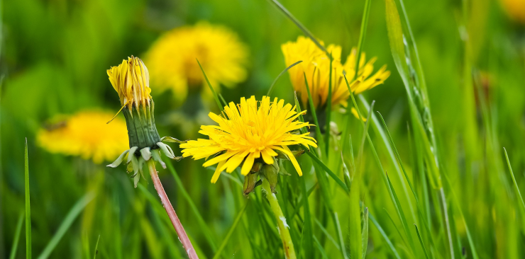 dandelion mother tincture