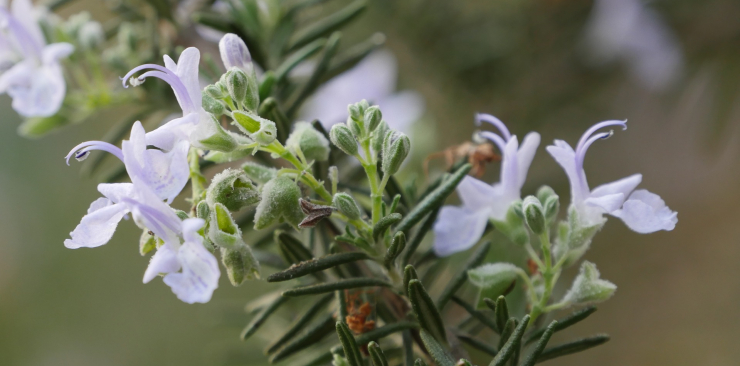 rosemary essential oil benefits
