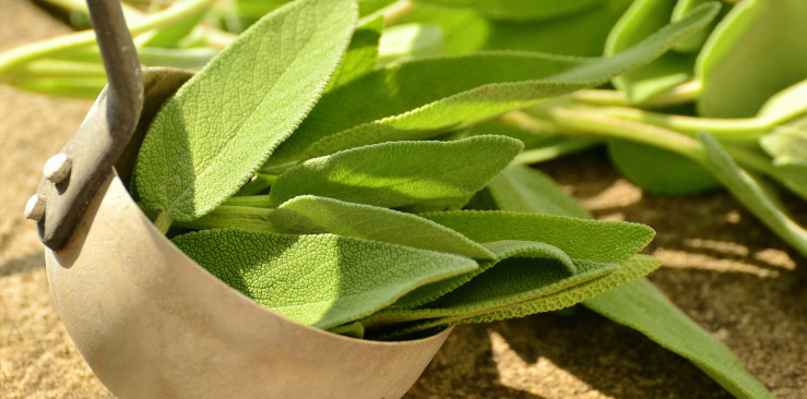 salvia officinalis