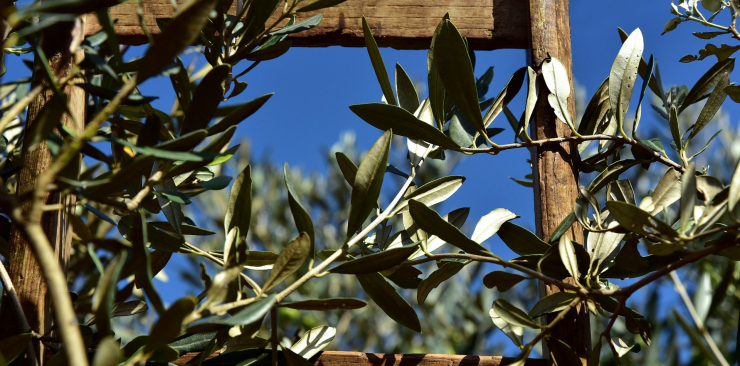 Fats in blood: Olive bud extract properties