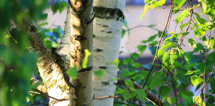Birch: properties and natural remedies