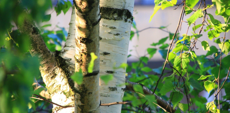 Birch