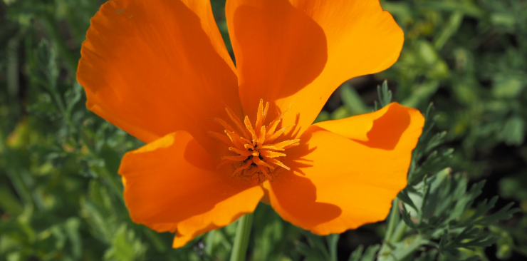 Escholzia californica: natural remedies for sleep