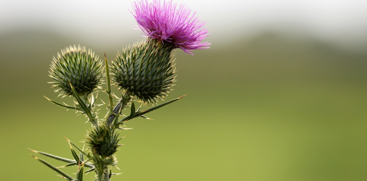 Burdock Mother tincture for skin well-being