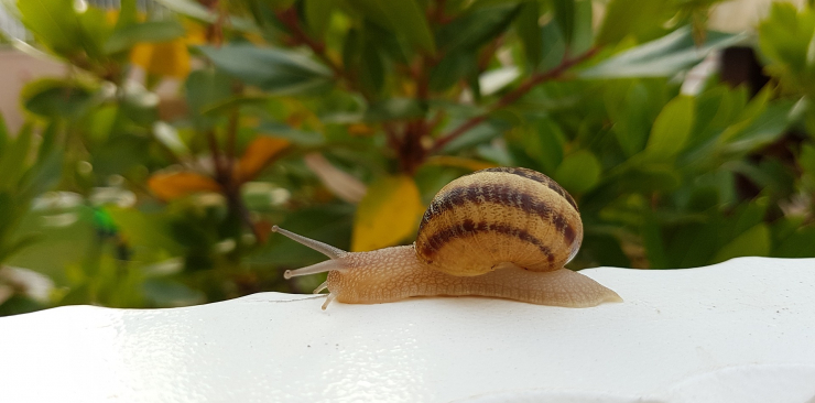 snails for skin care