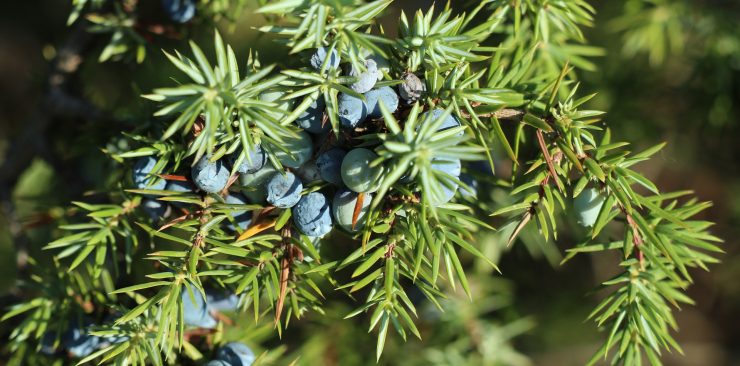 Juniper bud extract: an excellent liver and kidney detox