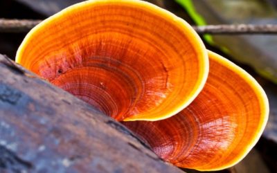 Reishi mushroom: all the properties