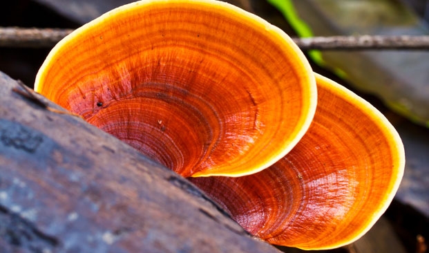 Reishi mushroom: all the properties