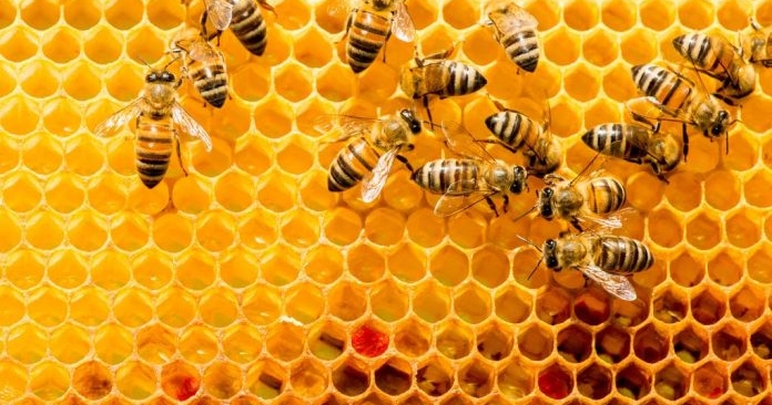 Royal jelly: bees product for everyone’s health