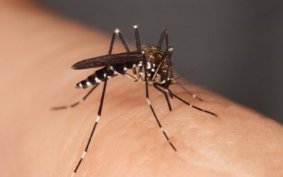What is the best natural mosquito repellent?
