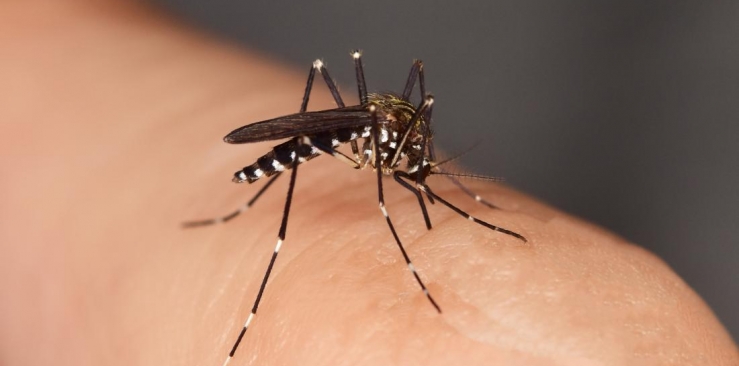 What is the best natural mosquito repellent?