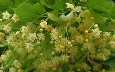 A natural sedative: linden bud extract