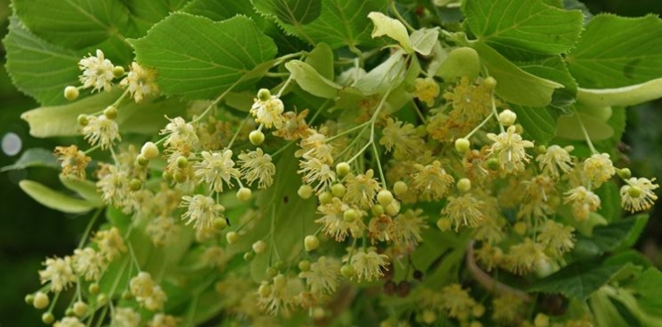 A natural sedative: linden bud extract